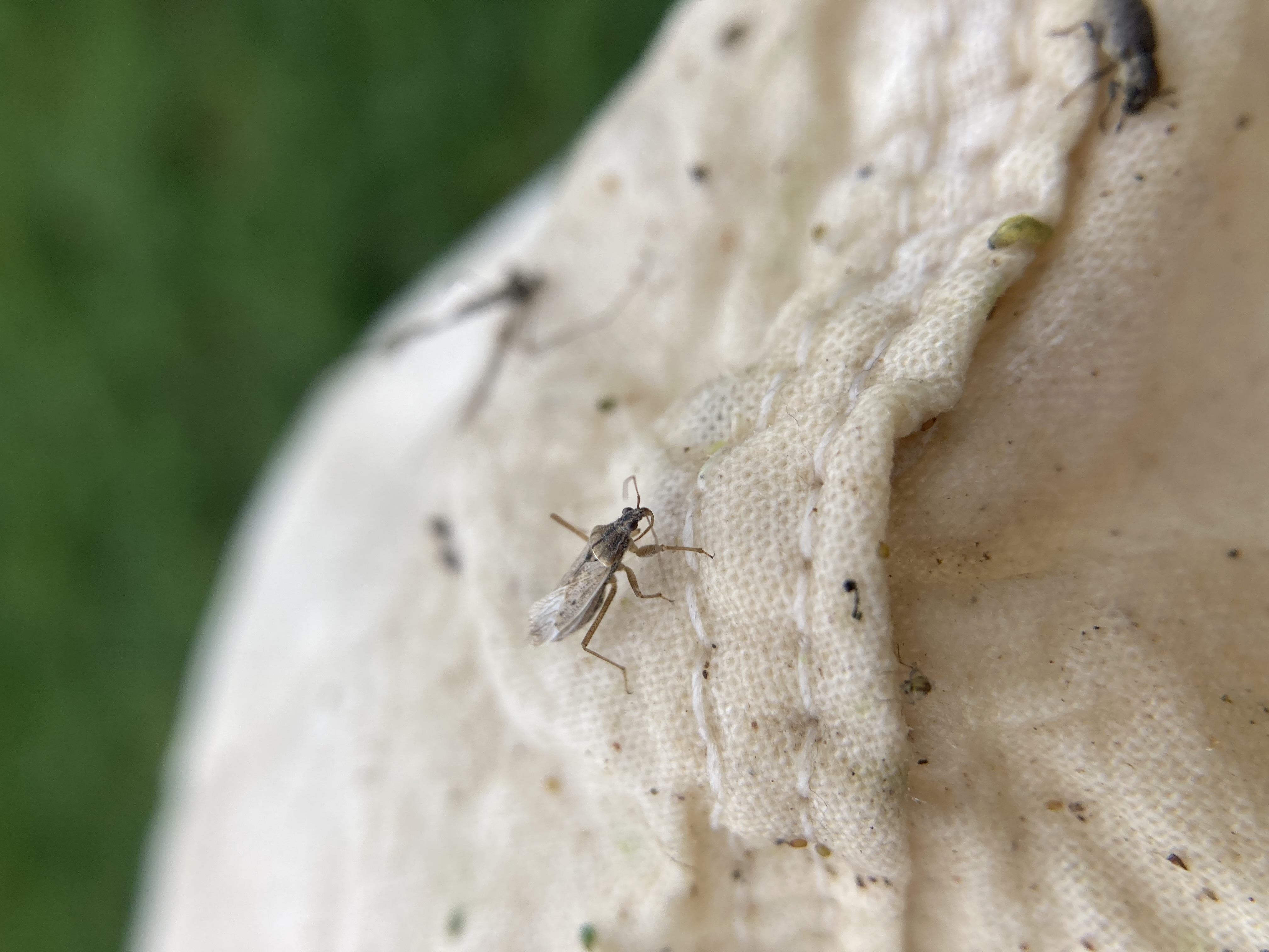 A damsel bug on the outside of a sweep net.